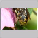Anthidium manicatum - Grosse Wollbiene m18b 13mm Garten.jpg